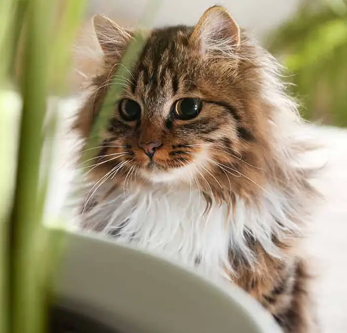 Gatos de pelo largo raza baño y secado