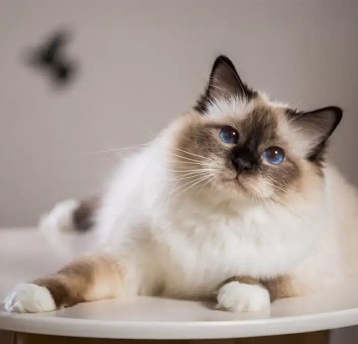 Gato pelo semi largo