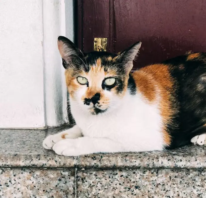 Gato de raza mixta
