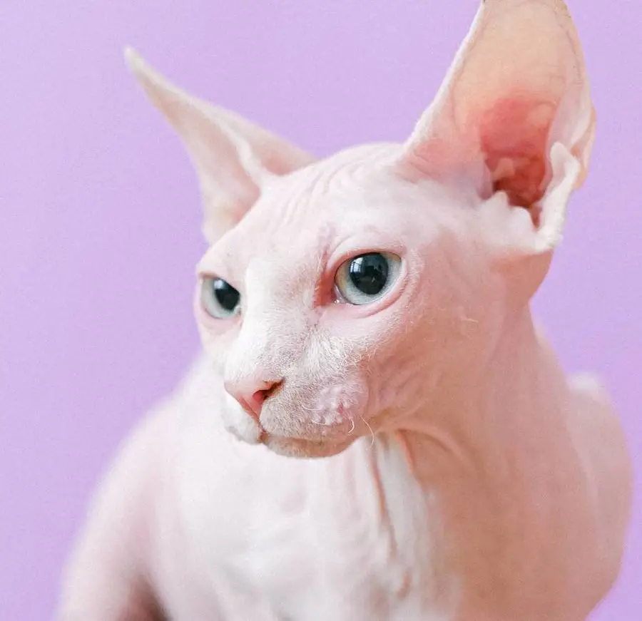 Gato sin pelo cuidados razas limpieza