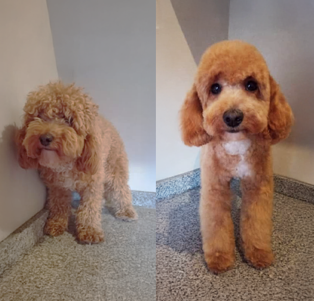 perro-gabi-barth-peluqueria-antes-despues-1