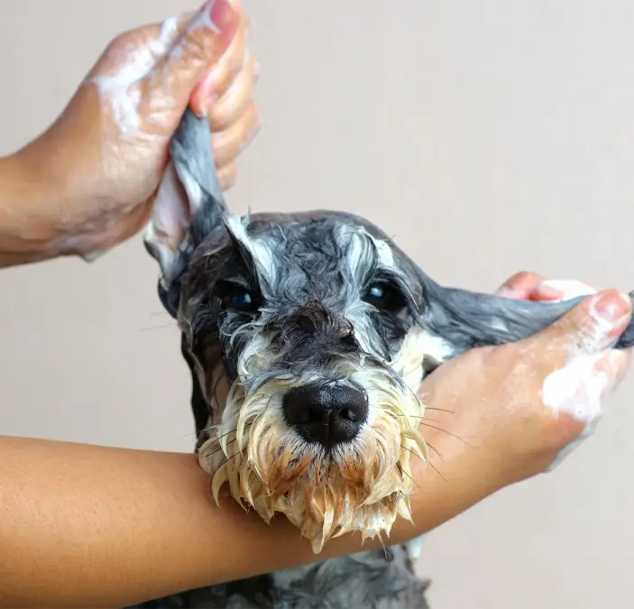 Schnauzer​ siendo bañado​