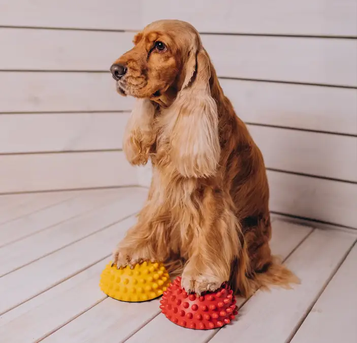 Coker Spaniel baño sepillado