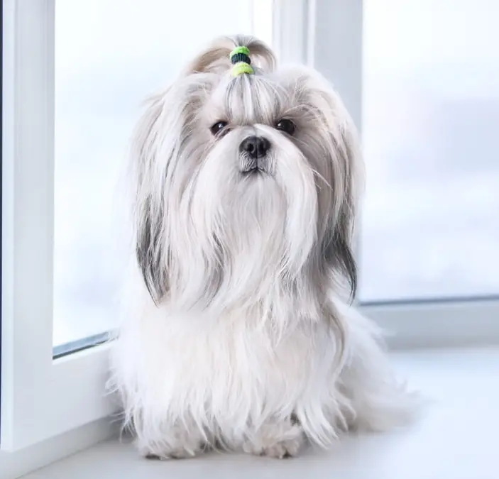 Shih Tzu pelo perro ba;o raza